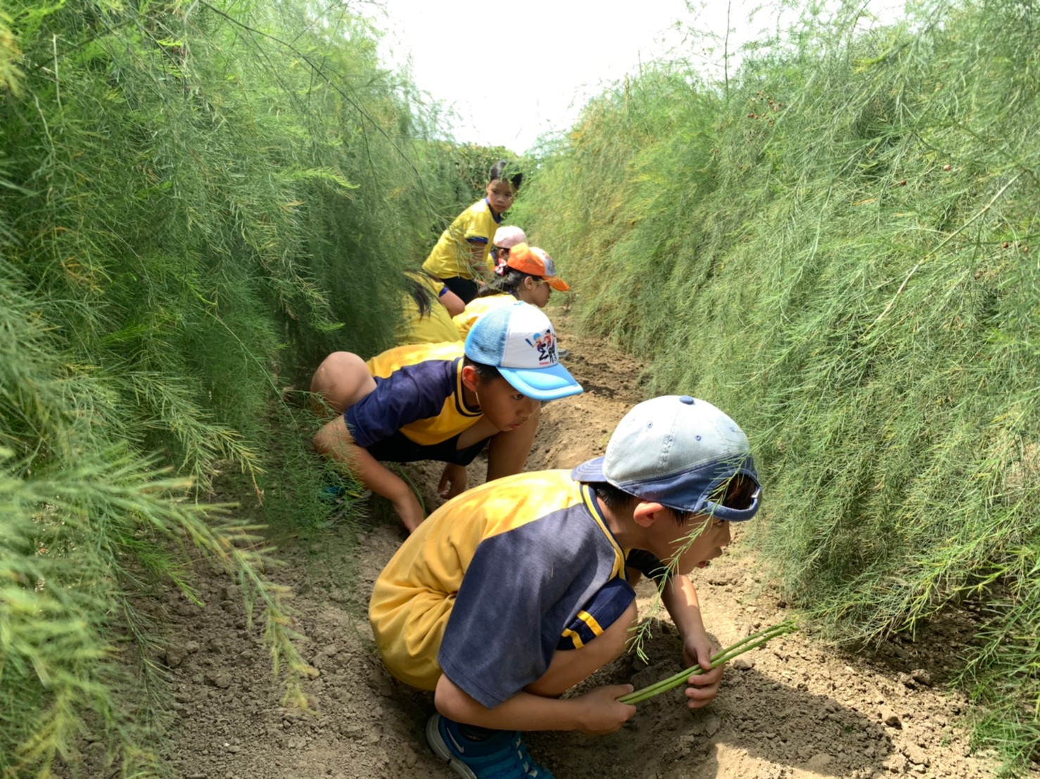 蘆筍戶外教學