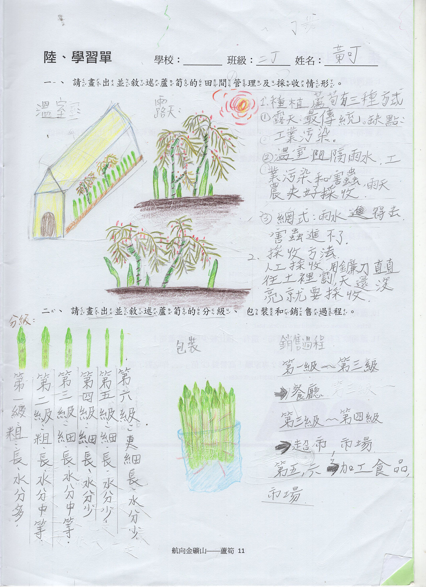蘆筍學習單 黃可