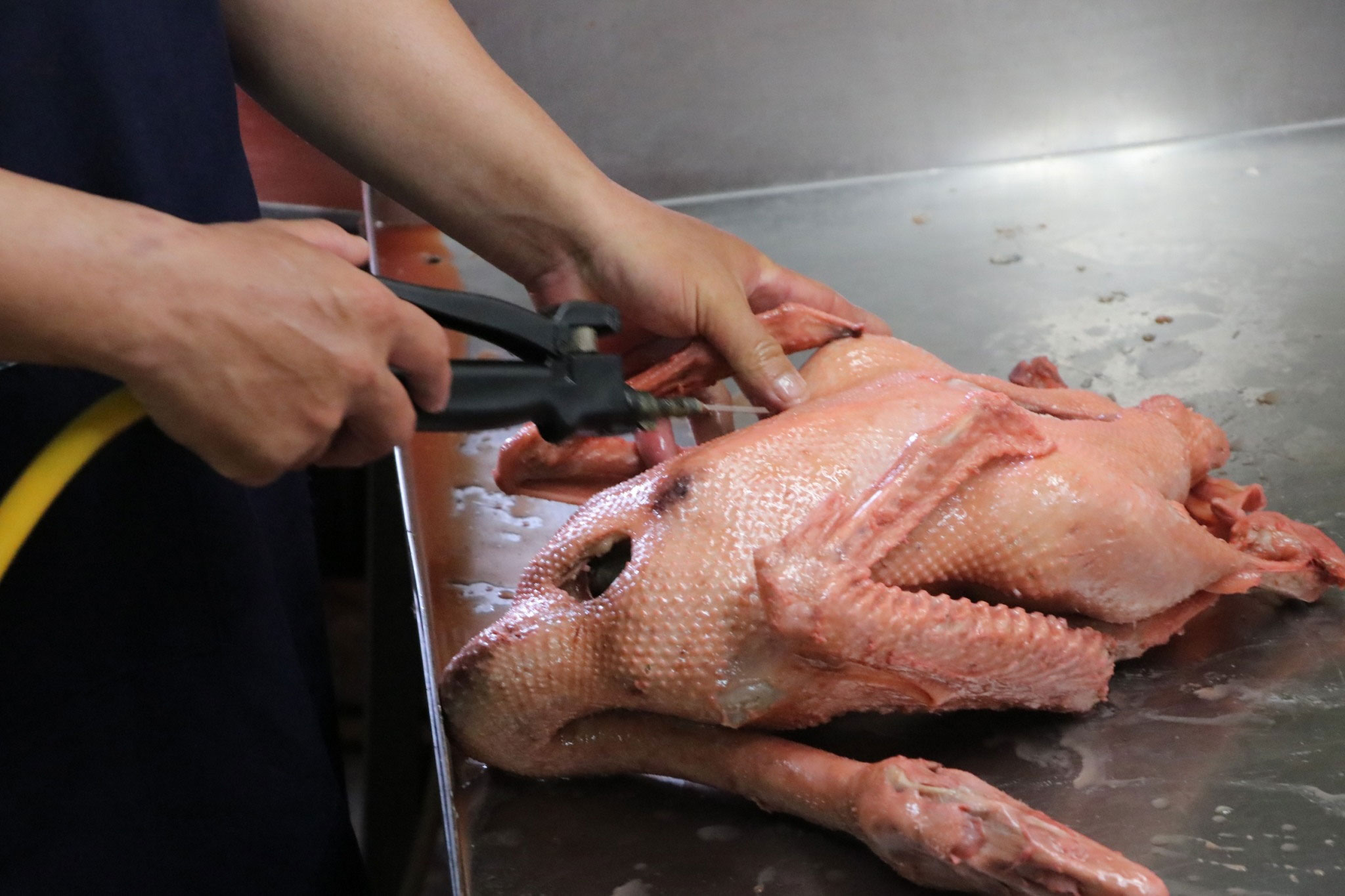家禽篇戶外教育