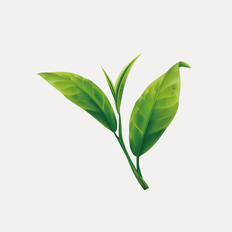山茶