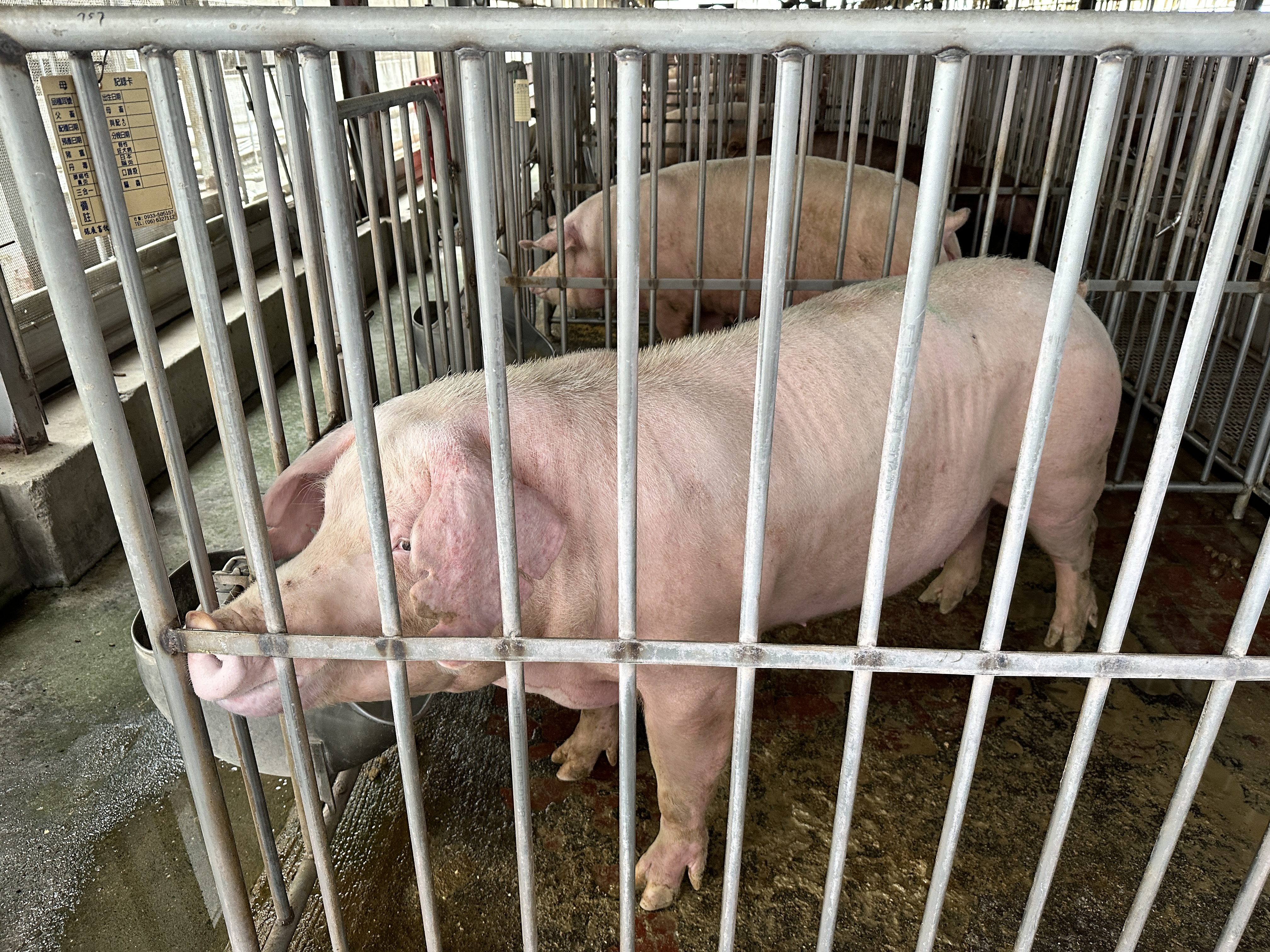 家豬