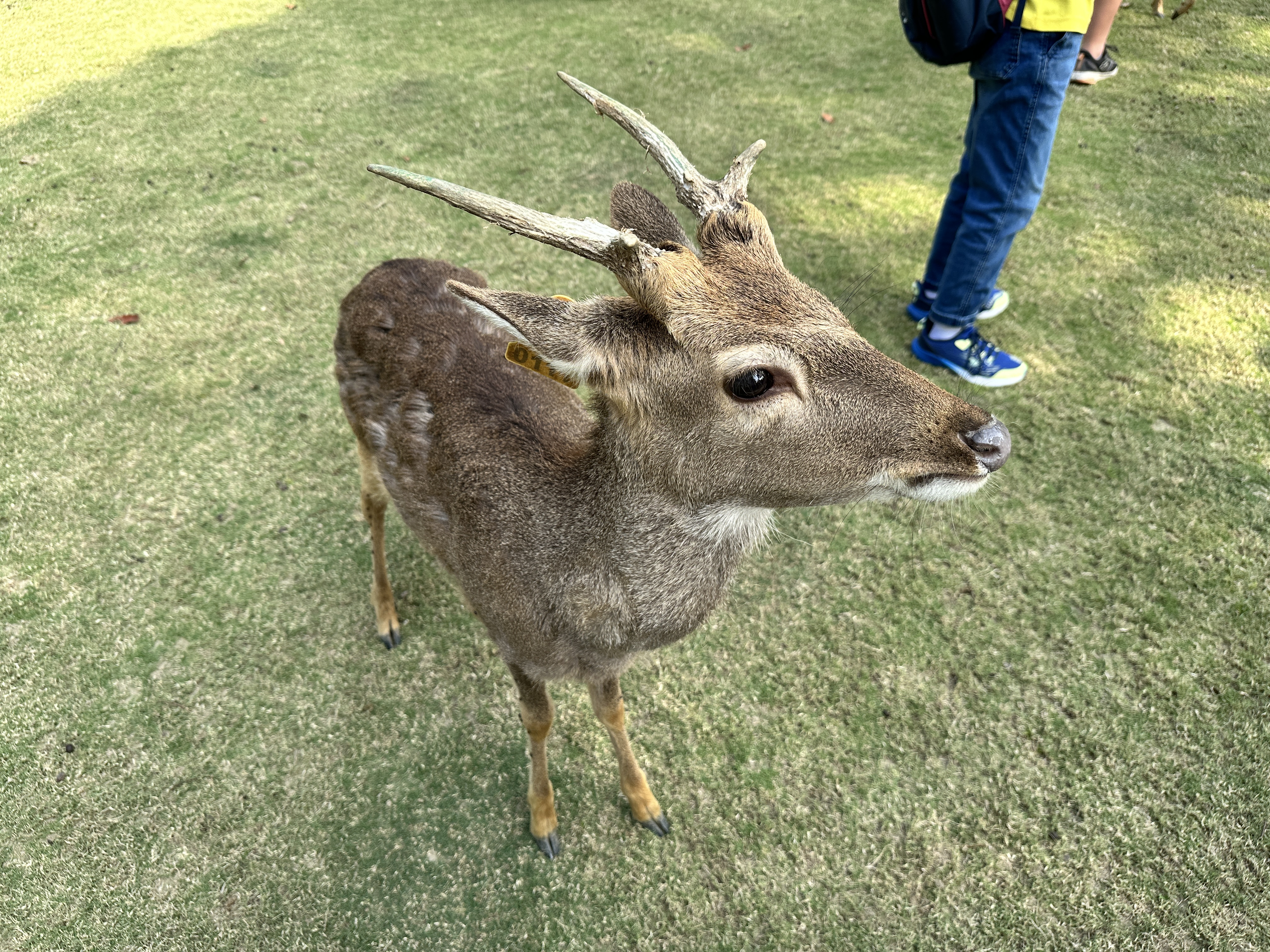 茸鹿